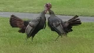 TURKEYS FIGHT TO THE DEATH- WHILE GOLFERS TRY TO BREAK THEM UP