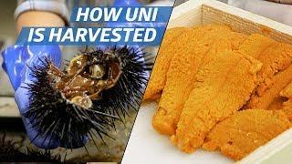 How Sea Urchin Uni Is Processed Commercially — How to Make It