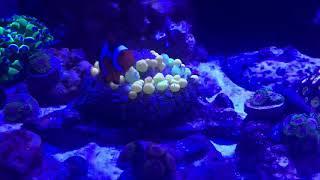 Clownfish in a Bounce Mushroom