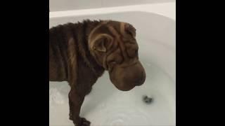 10+ Funny moments of an puppy shar pei dog - chinese shar pei dog - Winston Part1