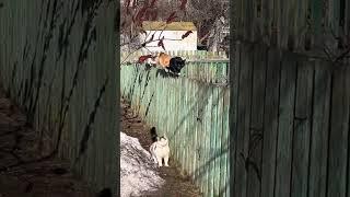 Balancing act the graceful feline parade on the fence