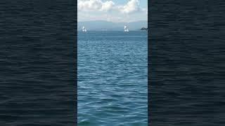 Sailboats