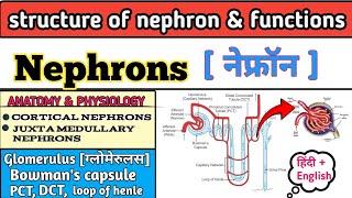 Nephrons in hindi  Structure of Neurone  Function of Nephrons  Types of Nephrons  Glomerulus