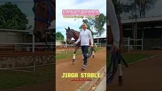 Salah Satu kuda Betina THB milik JIRGA STABLE Purwakarta #horse #pecintakuda #yeyenluncerholic