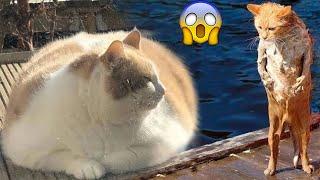 Fattest Cats Funny Fat Cats Will Make You Laugh  2022