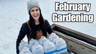  Winter sowing milk jugs with flower seeds    PLANT WITH ME