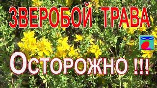 Зверобой трава. Свойства применение польза и вред противопоказания.