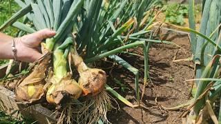 When to take red onions out of the ground? Dry the onion properly