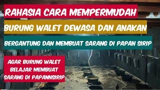 RAHASIA AGAR BURUNG WALET MUDAH BERGANTUNG DAN MEMBUAT SARANG DI PAPAN SIRIP