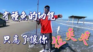 【灘釣沙梭-102】目標魚不捧場外道魚拉爽爽，有專屬車位的五星級灘釣場，大熱天還有遮陽棚！ #キス投のげ釣り #sillaginidae  #沙鮻