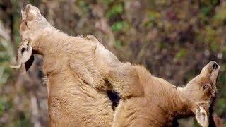 Best of Australian Animals  Top 5  BBC Earth