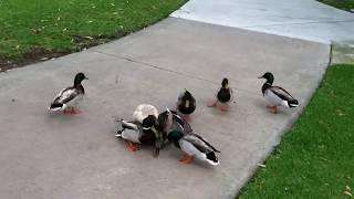 Bird Eats Ducks