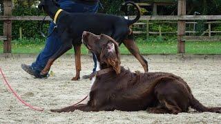 Merlin - Sprocker Spaniel - 2 Week Residential Dog Training at Adolescent Dogs