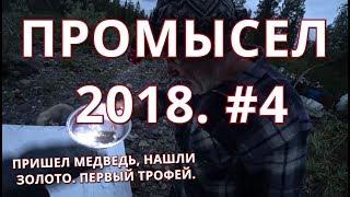 Промысел 2018. Ночью вышел медведь стреляем. Нашли золото. Первый трофей. Как построить солонец.