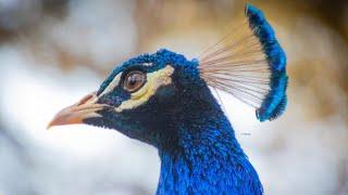 10 Pros and Cons of Owning a Peacock 