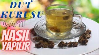 Öksürüğü Şıp Diye Kesen Dut Kurusu Çayı Nasıl Yapılır – Dut Kurusu Çayı Faydaları