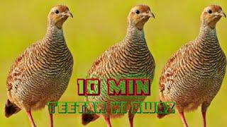 teetar ki Awaz jungle teetar Partridge voice Francolin sounds #teetar #sounds #hunting