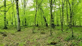 Birds Singing - Forest Sounds and Relax Beautiful Bird Sounds for Sleep and Study