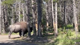 Bison Scratching Back Against Tree