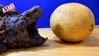 ASMR Turtle Tortoise Eating Fruit MELON  ASMR Animal