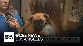 Pups at Riverside shelter in need of a loving home