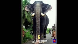 TOP 10 ELEPHANT IN KERALA #കേരളത്തിലെ ഉയരം കൂടിയ 10 ആനകൾ #⭐️⭐️⭐️#1million views