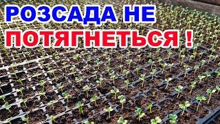 Оптимальна температура для розсади помідорів баклажанів перцю та капусти