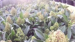 Big Plant Nursery - Skimmia x confusa Kew Green