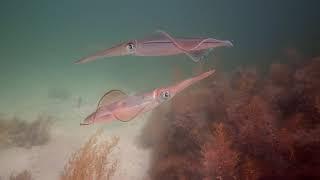 Squid Malesamorous and protective.