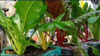 Recycling a series of plastic bags to grow the rainbow Swiss chard