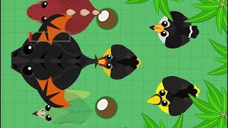 Mope.io Epic toucan kills #3 Toucan kills Pterodactyl T-Rex and BD Get paki toucan