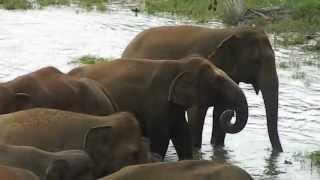 Elephants at Pinnawala elephant orphanageSrilanka-HD