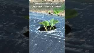 Клубнику голубику и другие ягоды выращивают фермеры на Сахалине