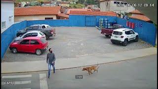 Hombre es atropellado por un perro 