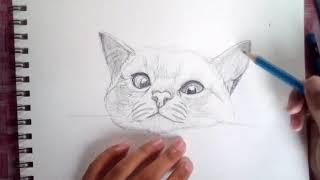 Time Lapse Meowming Sketch