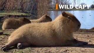 Relaxing capybara.