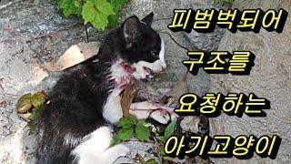 목이 3군데 물린 죽기 직전의 새끼 길고양이를 구조했어요