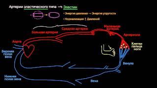 Артерии артериолы венулы и вены