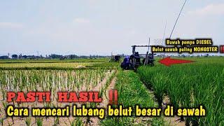 KALIAN PASTI BISA ‼️CARA MENGETAHUI LUBANG BELUT BESAR DI SAWAH