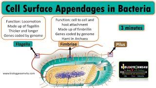 Which are the Cell Surface appendages of Bacteria? Flagella Pili and Fimbriae