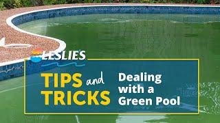 Leslies Tips Dealing with a Green Pool  Leslies