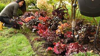 Planting 21 Heucheras in my GARDEN  Soil & Margaritas