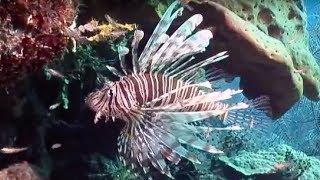 Venomous Lionfish  Oceans  BBC Earth