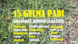 15 Gulma Padi Golongan Rumput Grasses