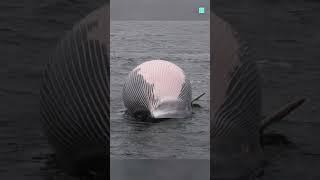 Is Dead Whale Dangerous 