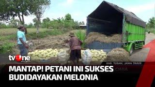 Wow Petani di Tuban Sukses Budidaya Melon Jenis Melonia  Kabar Petang tvOne
