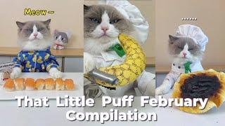That Little Puff Compilation  February collection #thatlittlepuff #catsofyoutube #compilation