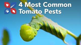 Do My Own Gardening - 4 Most Common Tomato Pests - Ep9