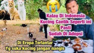 TEGAH  Kucing Gelandangan di Eropa  Di Indonesia Harga nya Jutaan