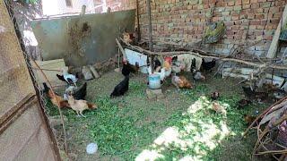 Murgiyon Ki Desi Khoraak  Natural Feed For Pet Hens  AZMAT
